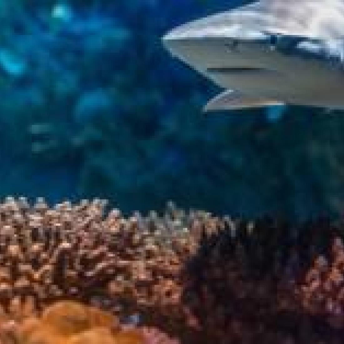 National Aquarium Fridays Capital Region USA